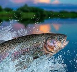 قزل‌آلا تازه