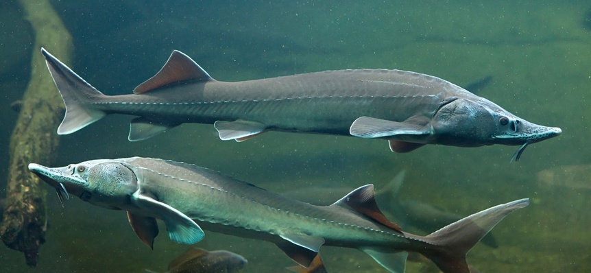 تاریخچه و اهمیت ماهی ازون برون دریایی