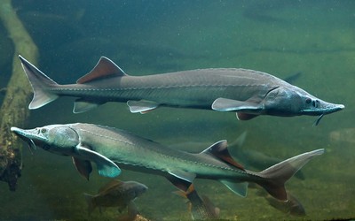 تاریخچه و اهمیت ماهی ازون برون دریایی