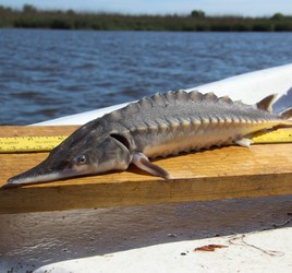 ازون برون تازه