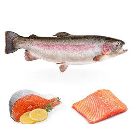 سالمون پرورشی تازه