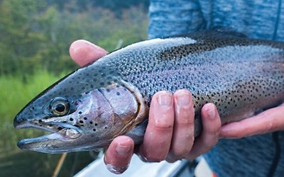 روش‌های پخت قزل‌آلا: طعم تازه و سالم